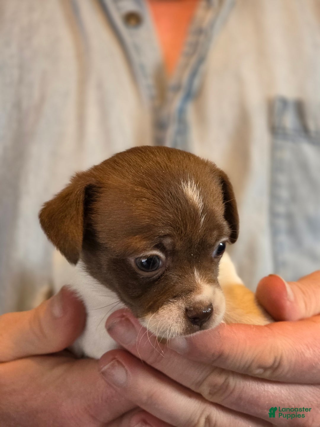 Chihuahua dogs for sale: Luna - Ad 3