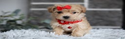 Maltipoo dogs for sale: Robin - Ad 12