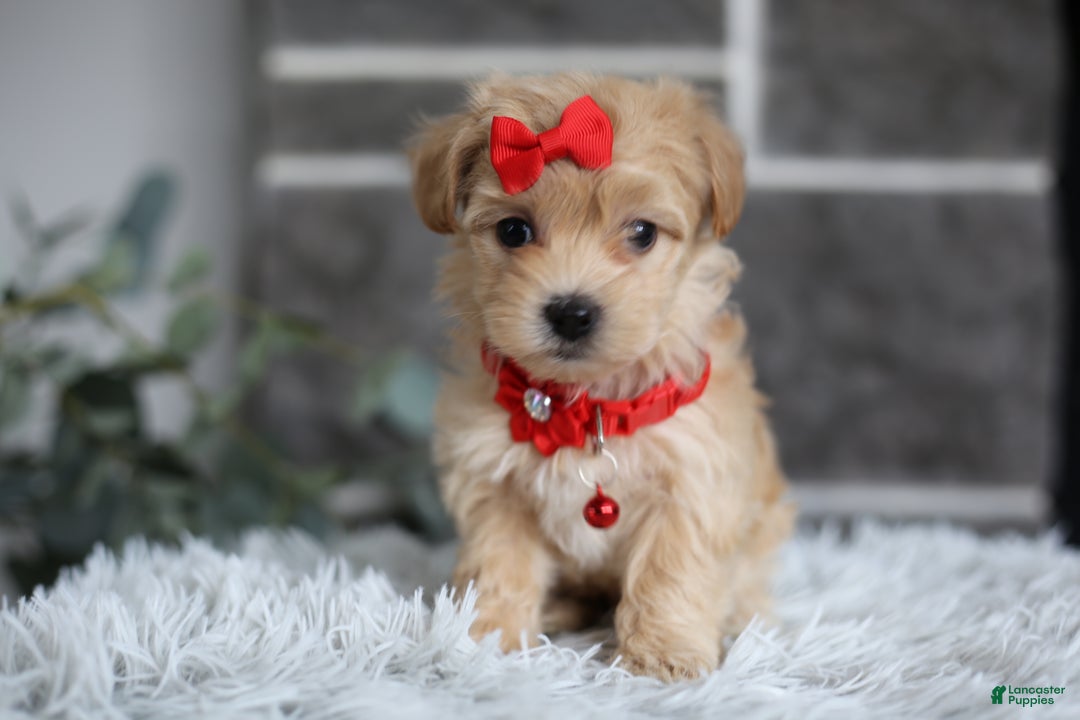 Maltipoo dogs for sale: Robin - Ad 12