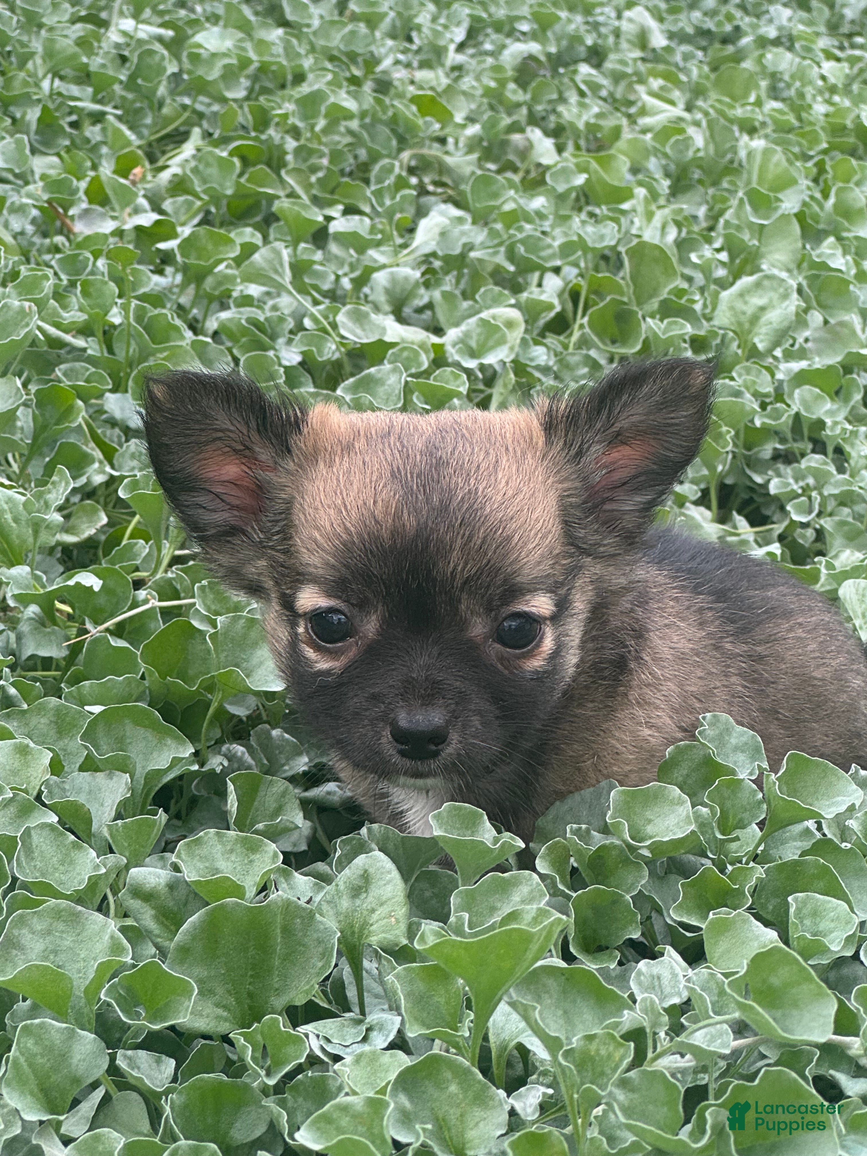 Chihuahua dogs for sale: Fluffy - Ad 2