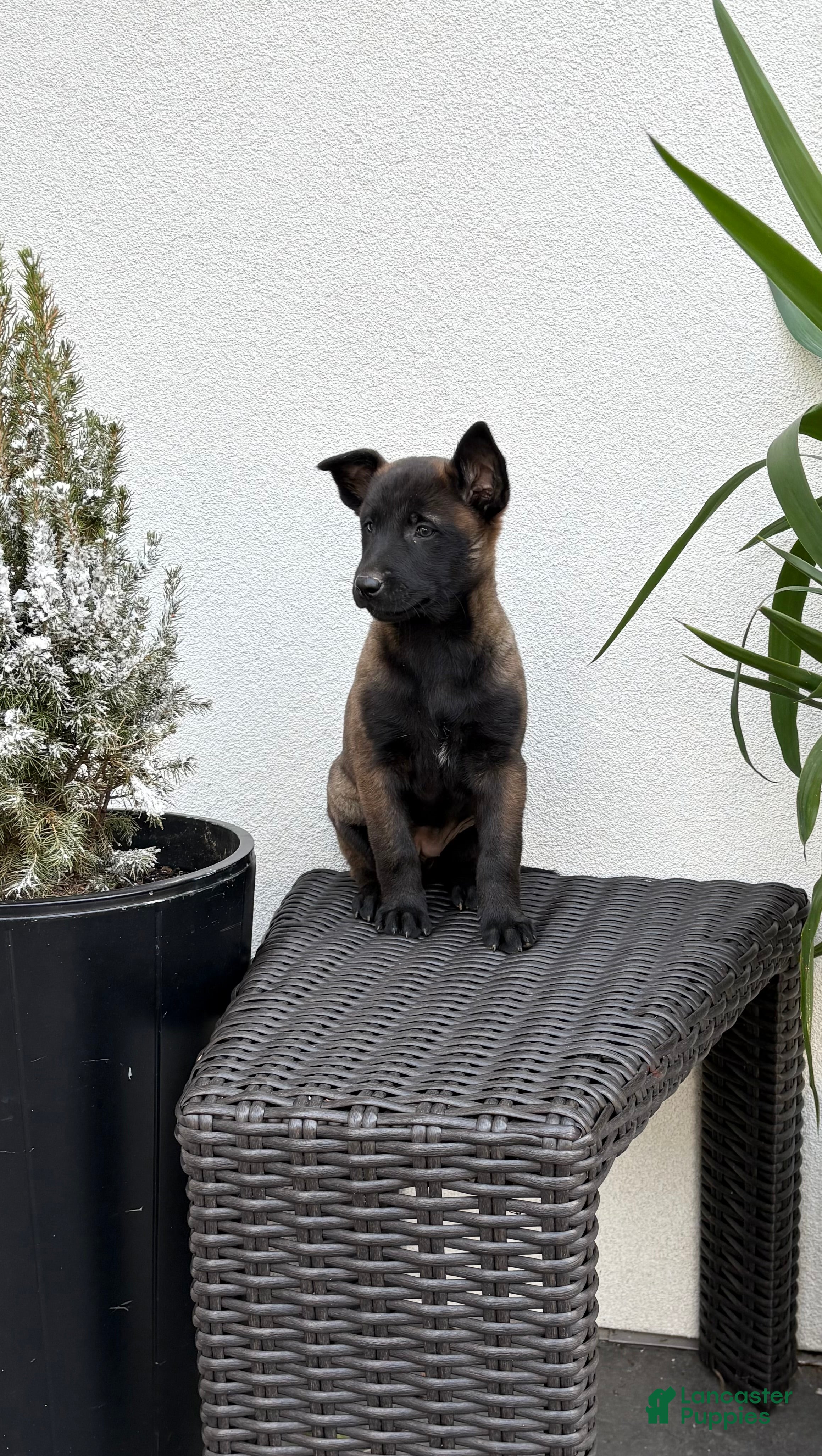Belgian Malinois dogs Belgian Malinois Puppy (Maggie) - Ad 1