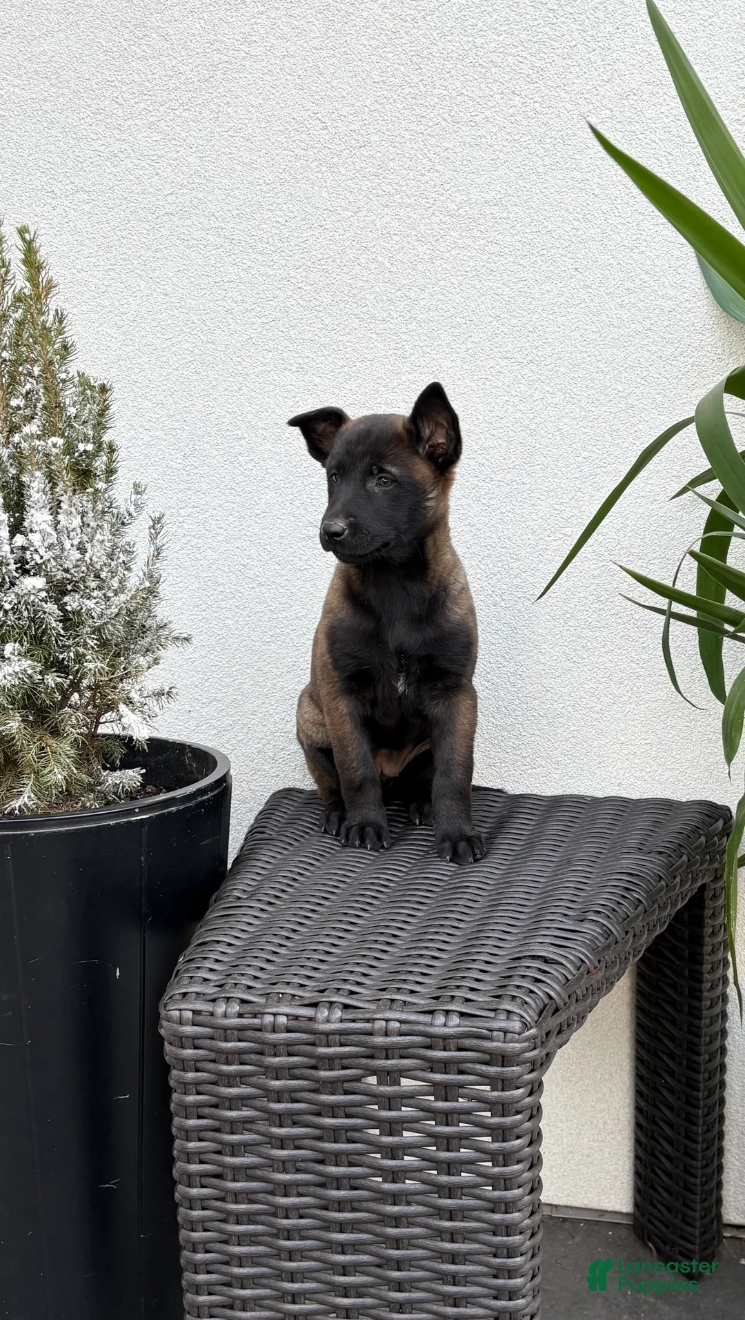 Belgian Malinois dogs for sale: Belgian Malinois Puppy (Maggie) - Ad 1