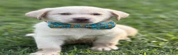 Labrador Retriever dogs for sale: Rivers - Ad 4