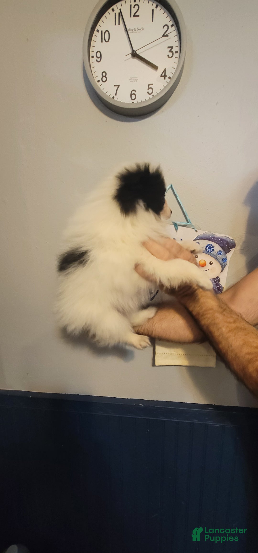 Pomeranian dogs for sale: Paul - Ad 3