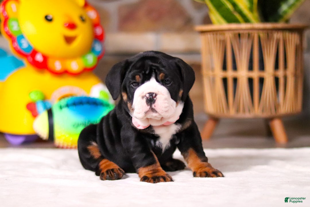 Mixed Breed dogs for sale: Chloe - Ad 5