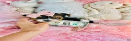 Biewer Terrier dogs for sale: Biewer Terrier 1 - Ad 2