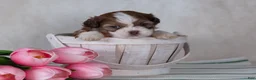 Mixed Breed dogs for sale: Denver - Ad 3