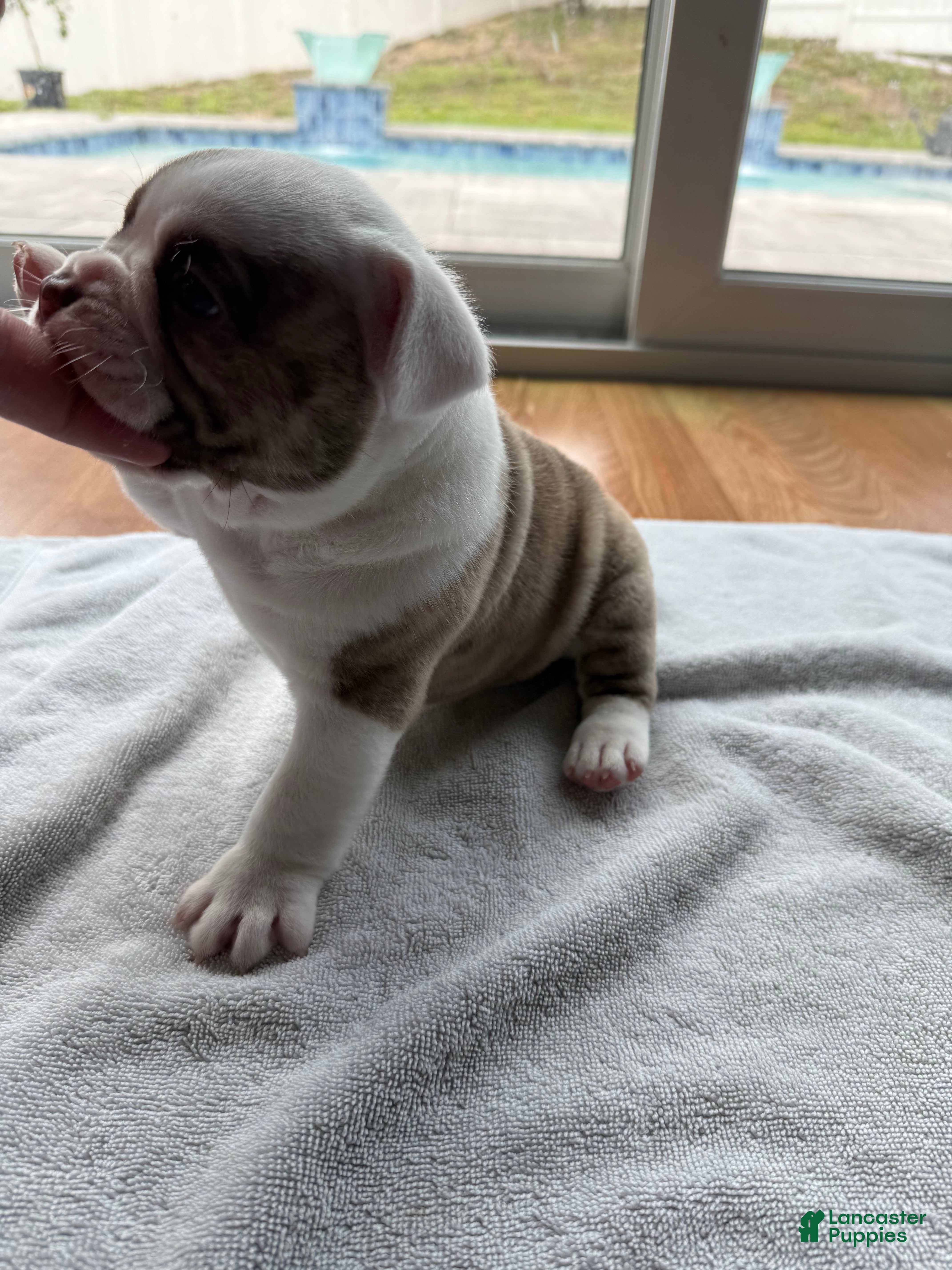 American Bully dogs American Bully 1 - Ad 2