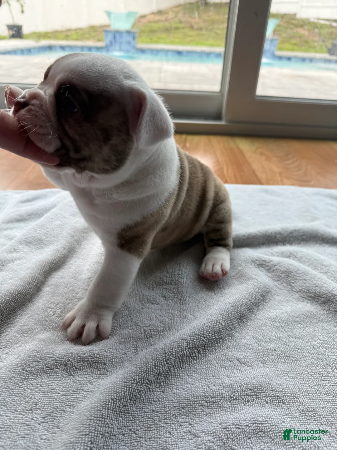 American Bully dogs for sale: American Bully 1 - Ad 2