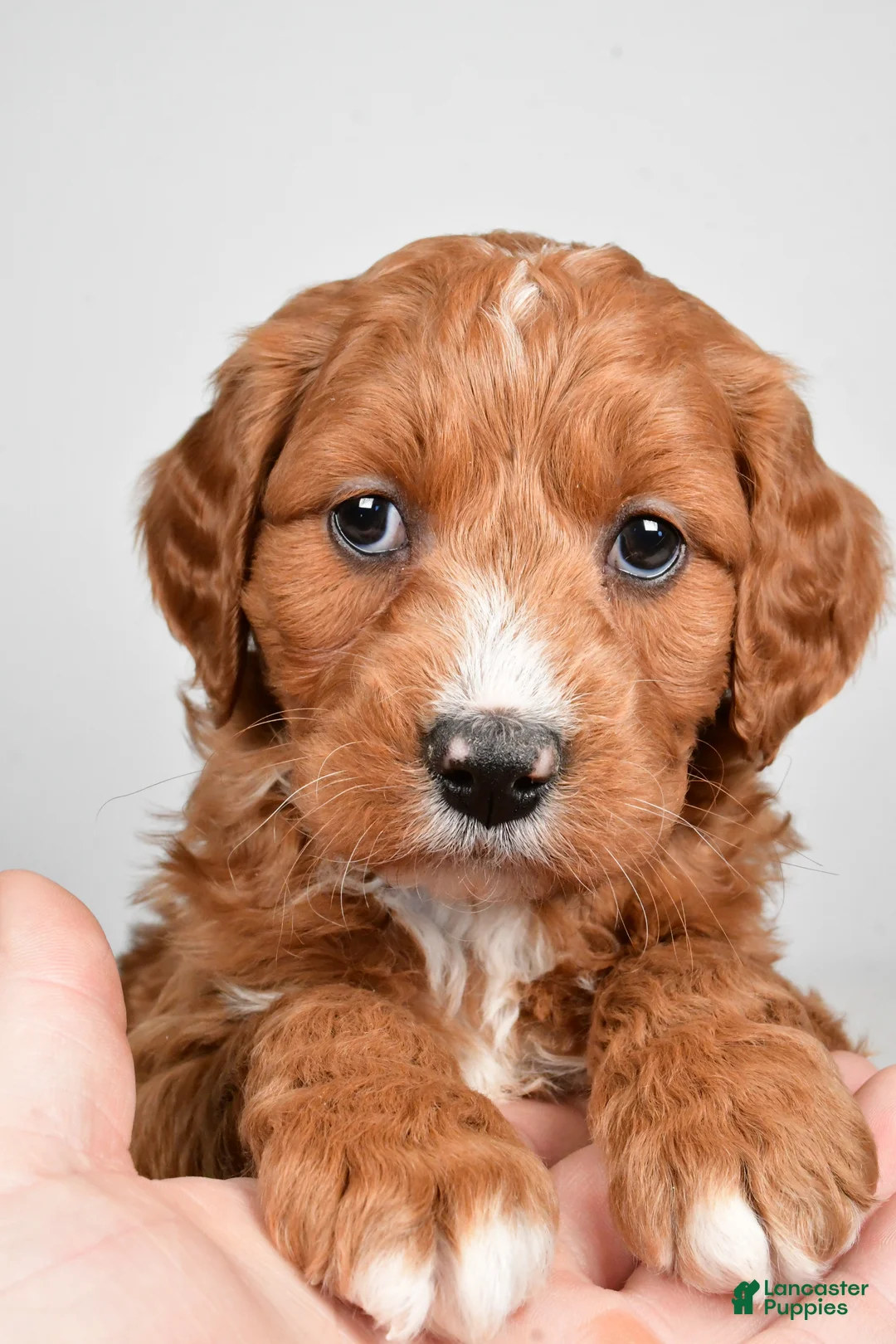 Mini Goldendoodle dogs for sale: Benji - Ad 4