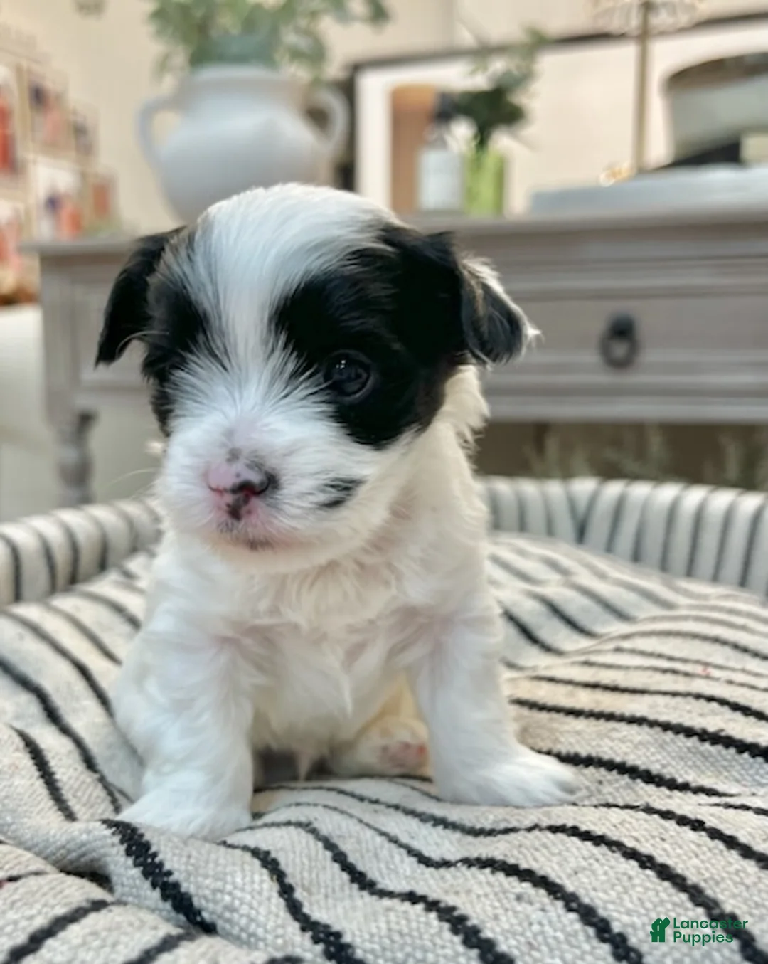 Yorkshire Terrier dogs for sale: Toby - Ad 1