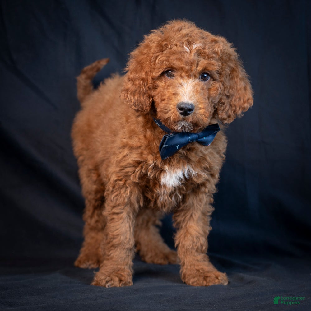 Mini Goldendoodle dogs Lawson - Ad 26