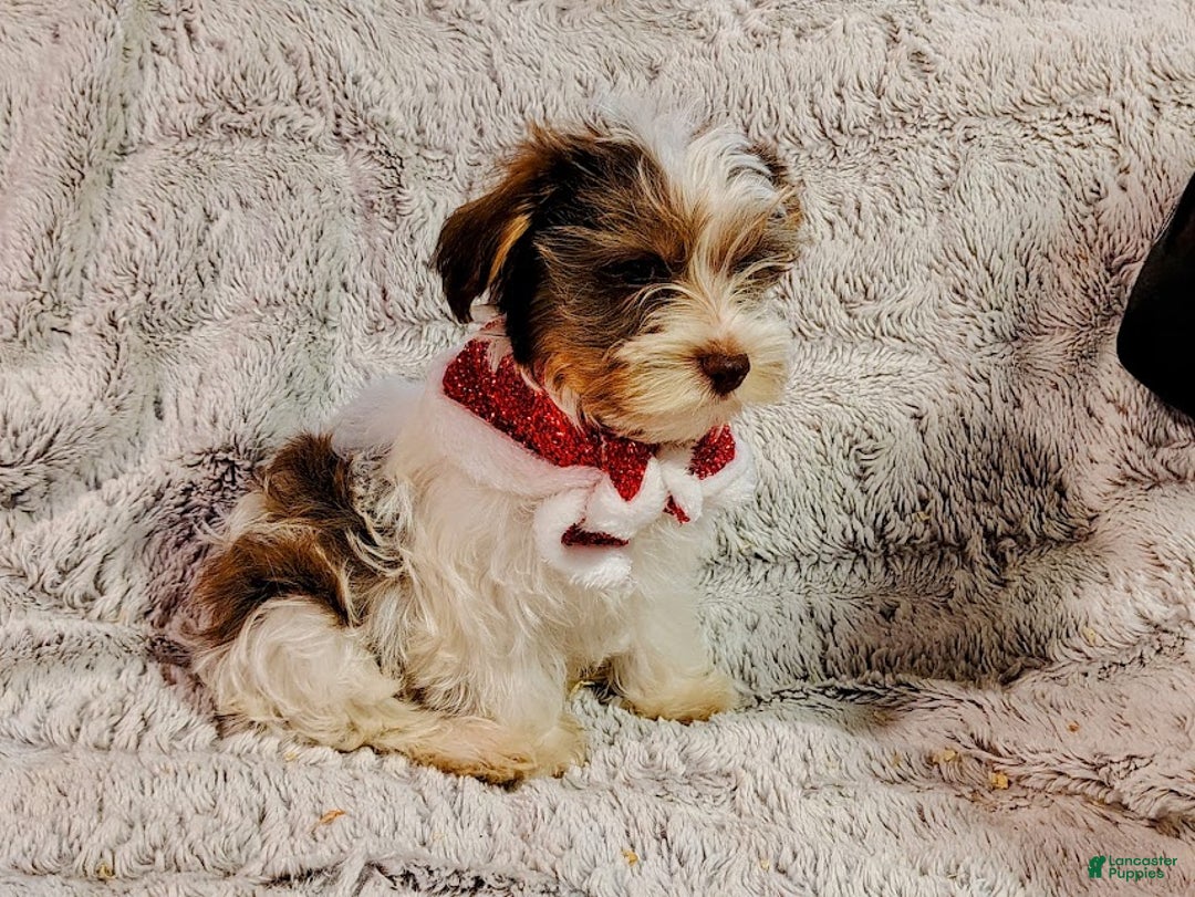 Yorkiepoo dogs for sale: Humphrey - Ad 6