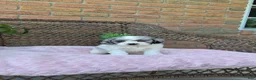 Cockapoo dogs for sale: Quinnie - Ad 6