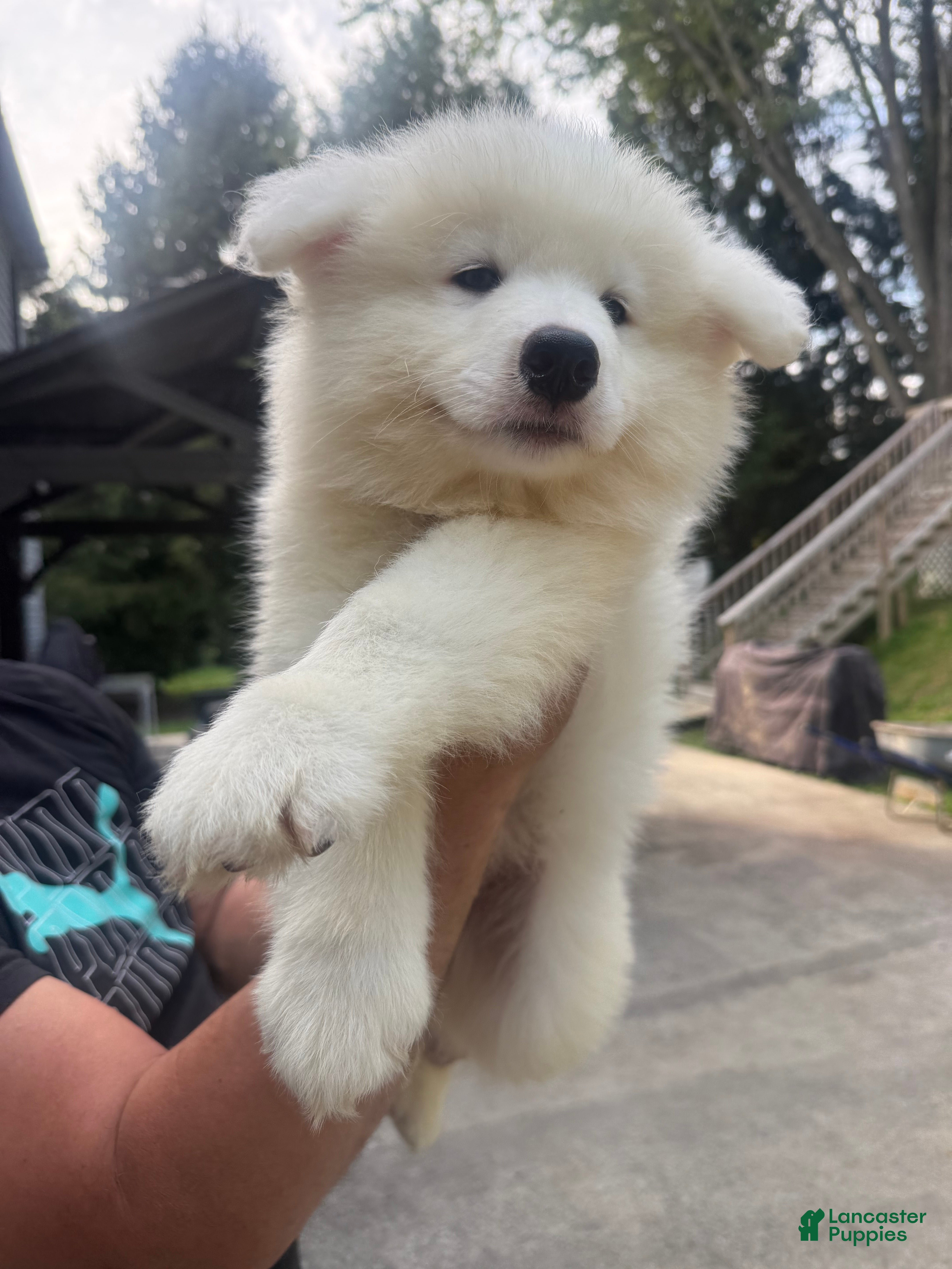 Samoyed dogs Samoyed 6 - Ad 22