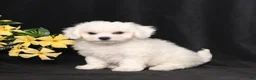 Bichon Frise dogs for sale: Lars - Ad 3