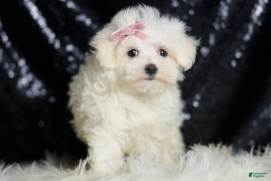 Maltese dogs for sale: Claudia - Ad 3