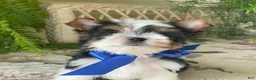 Biewer Terrier dogs for sale: Whisper - Ad 26