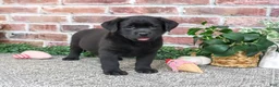 Labrador Retriever dogs for sale: Jade - Ad 3