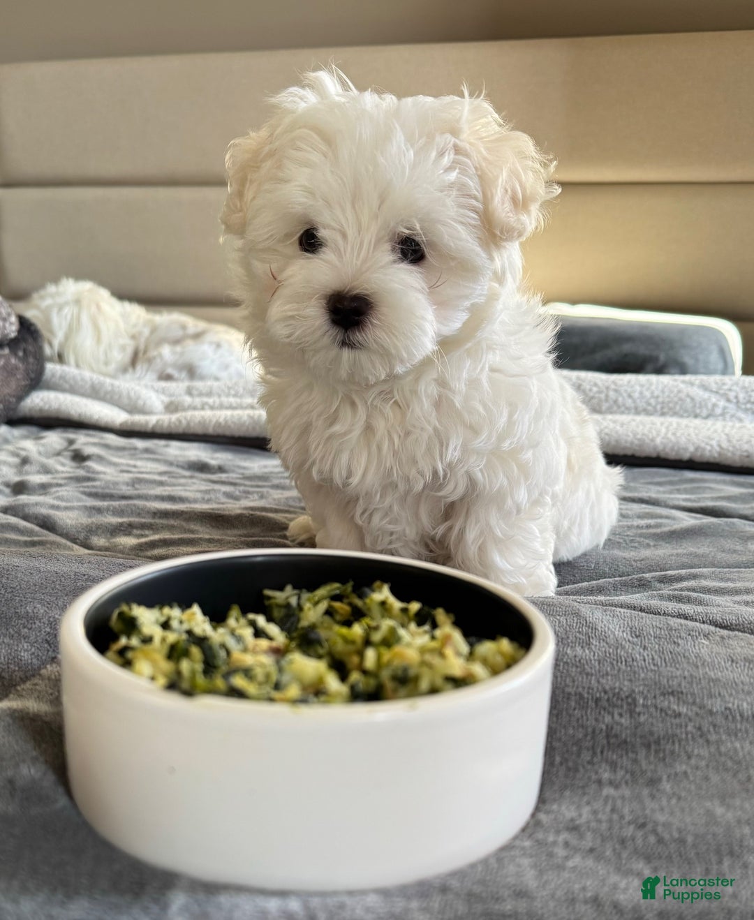 Maltese dogs for sale: Stella - Ad 1