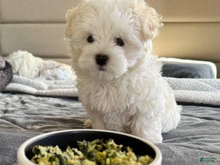 Maltese dogs Stella - Ad 17