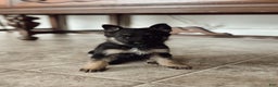 German Shepherd dogs for sale: Zephyr - Ad 1