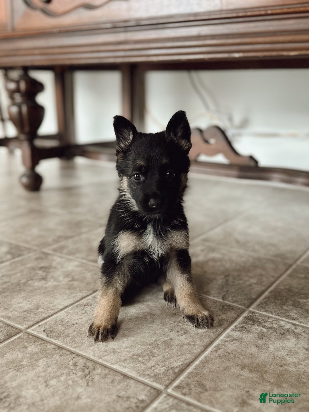 German Shepherd dogs for sale: Zephyr - Ad 1