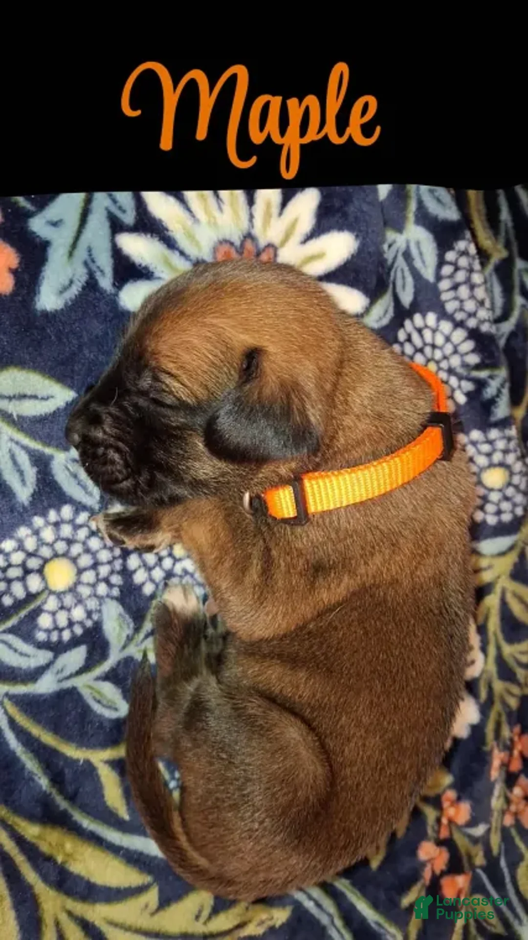 English Mastiff dogs for sale: Maple - Auburn English Mastiff Puppy - Ad 4