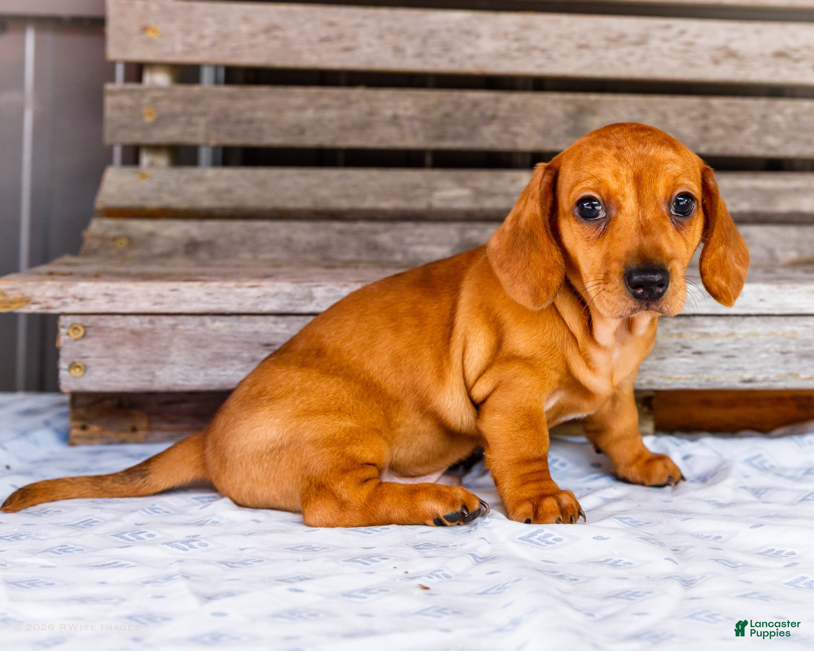 Miniature Dachshund dogs Carter - Ad 1