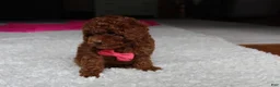 Toy Poodle dogs for sale: Mia - Ad 23