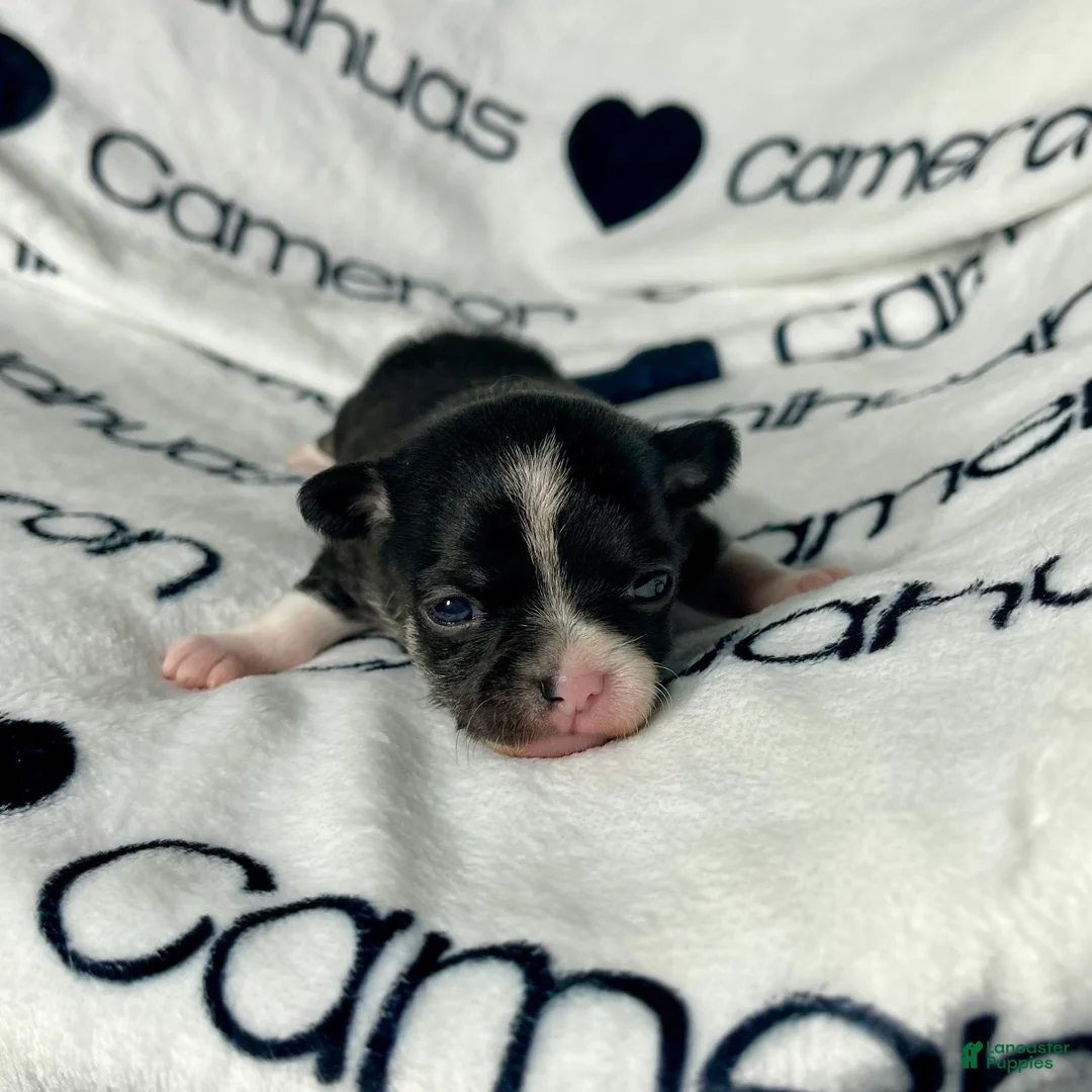 Chihuahua dogs for sale: Parker Tiny Short Coat - Ad 6