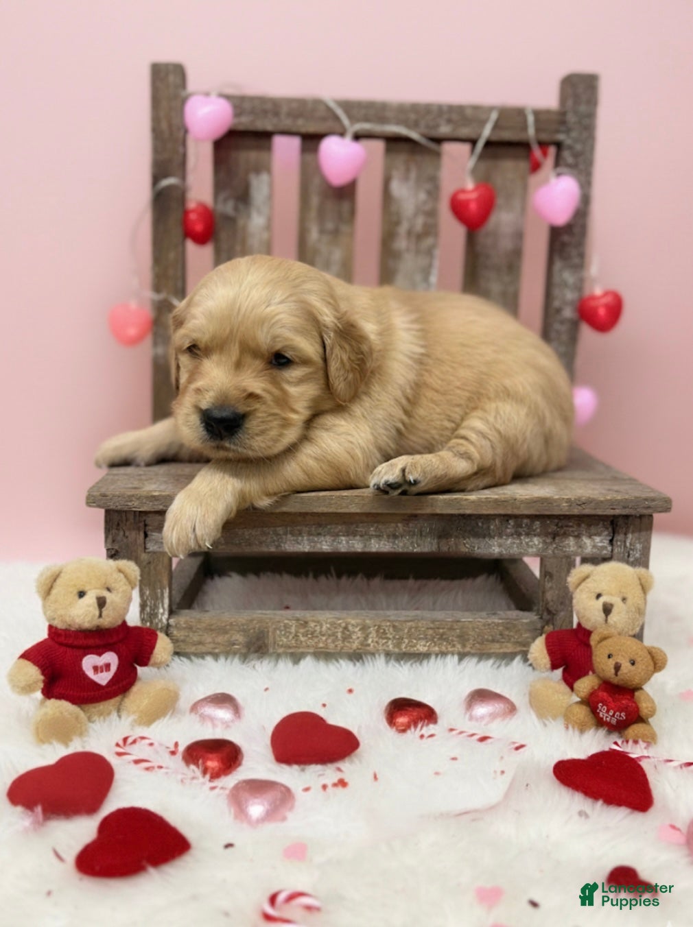 Golden Retriever dogs Golden Retriever Puppy 2 - Ad 32