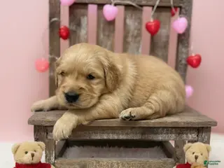 Golden Retriever dogs Golden Retriever Puppy 2 - Ad 32