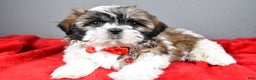 Shih Tzu dogs for sale: Bob - Ad 1