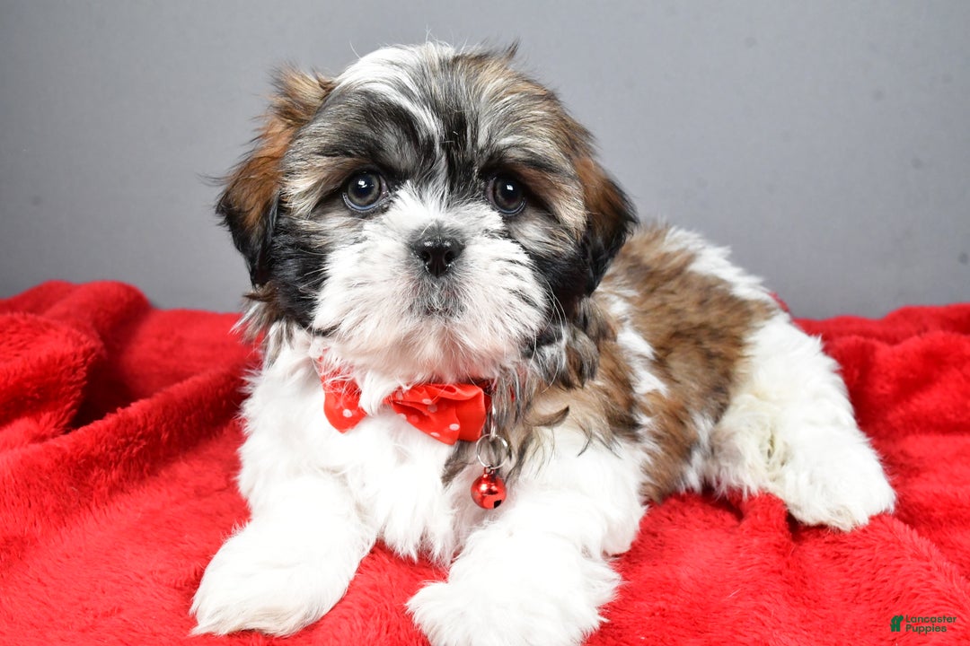 Shih Tzu dogs for sale: Bob - Ad 1