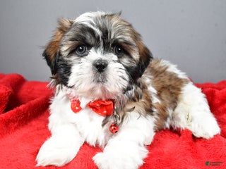 Shih Tzu dogs Bob - Ad 26