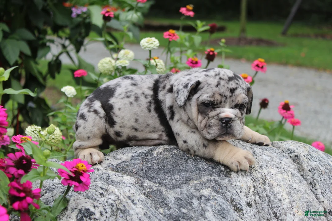 Mixed Breed dogs for sale: Birdie Female English Bulldog - Ad 2