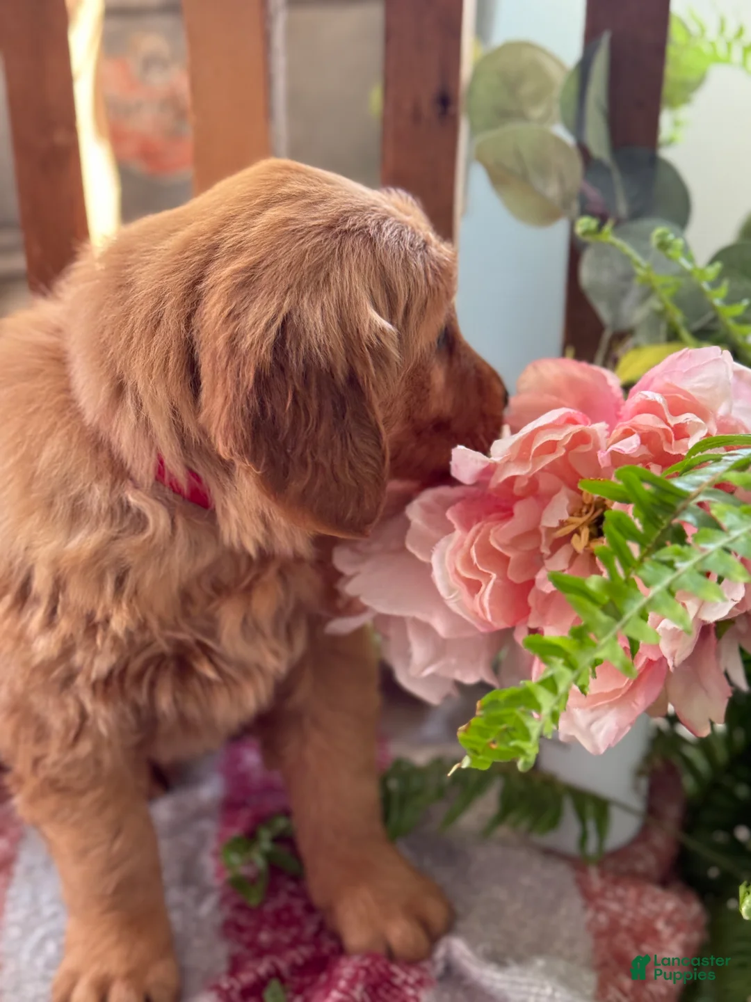 Golden Retriever dogs for sale: Ruby - Ad 5