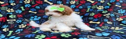 Miniature Poodle dogs for sale: Candy - Ad 7
