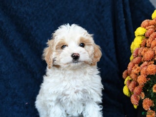 Mixed Breed dogs - Ad 23