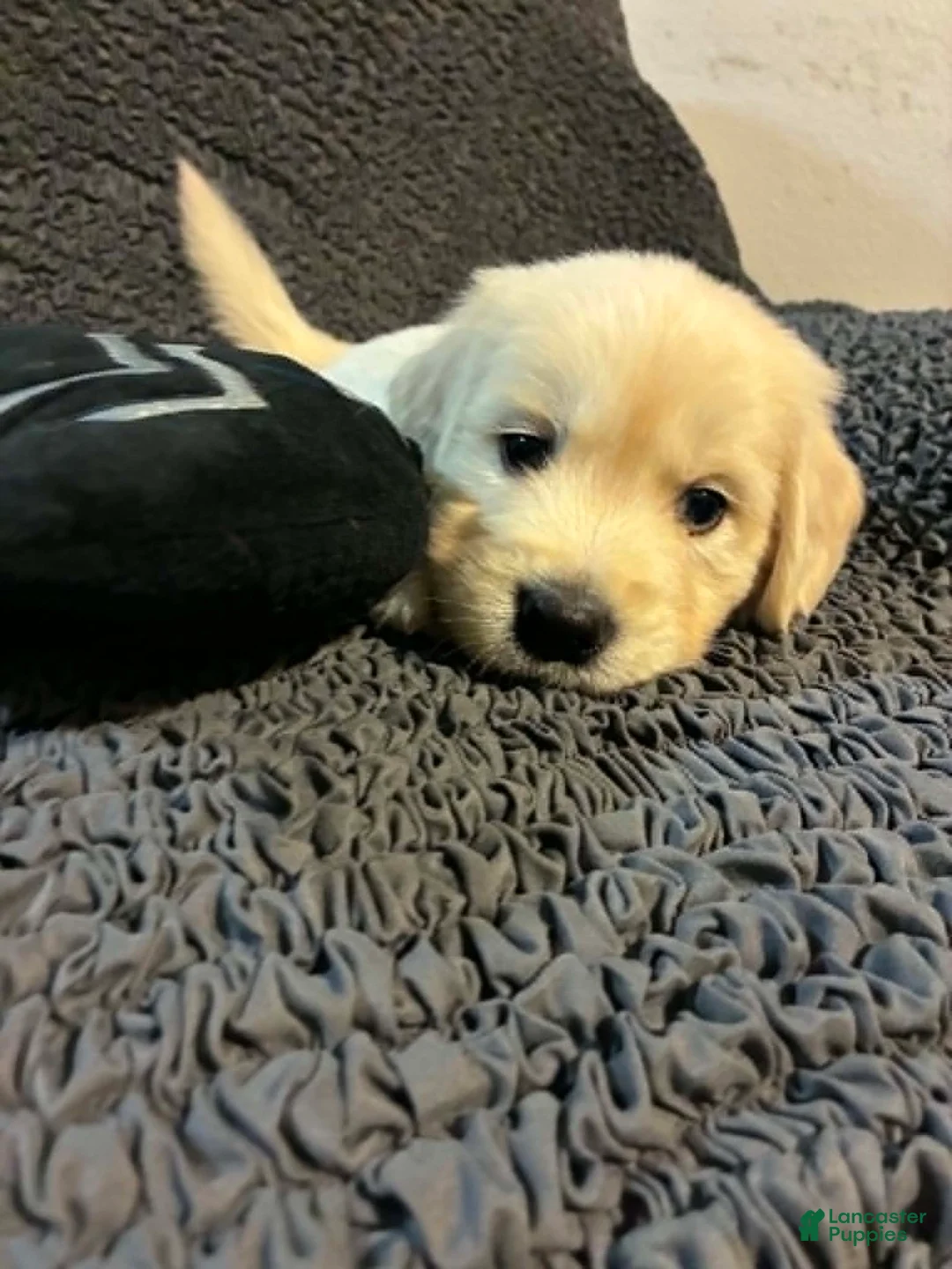 Golden Retriever dogs for sale: Leo - Ad 3
