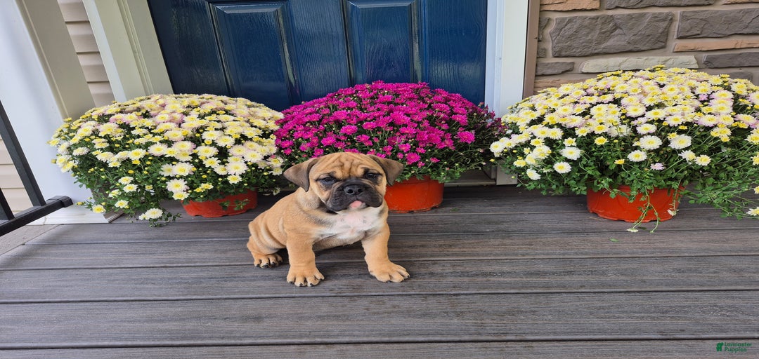 Gallery Image {{count}}