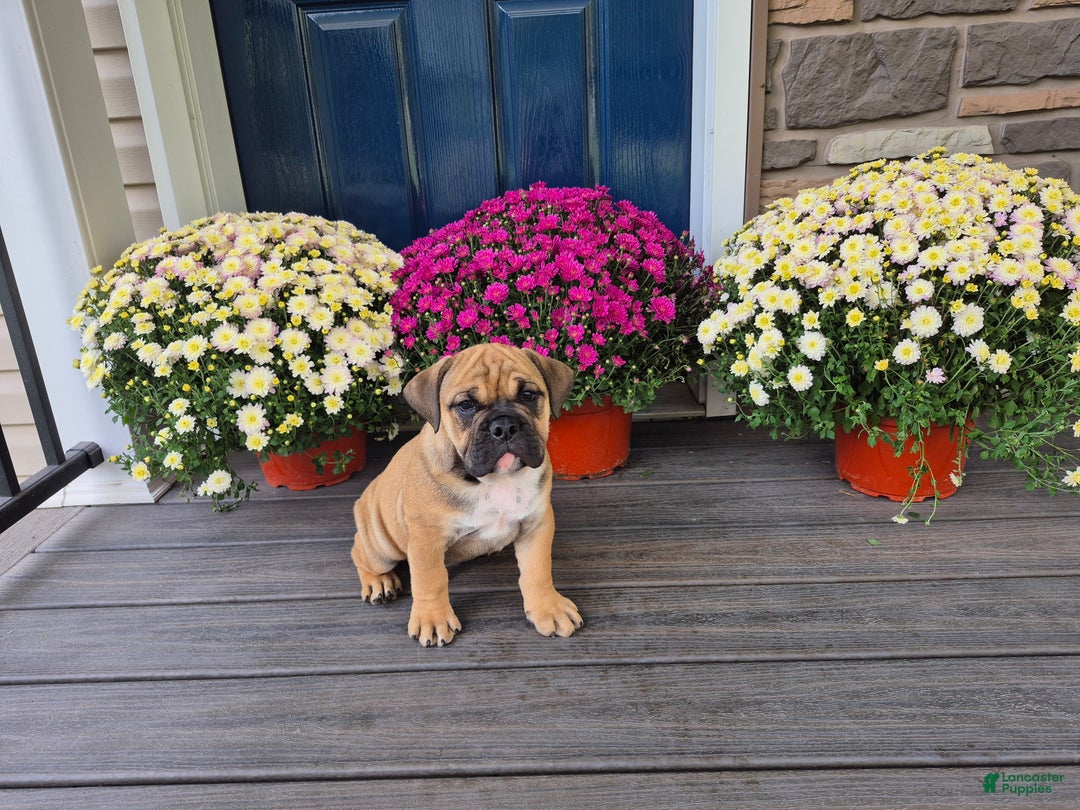 Gallery Image {{count}}