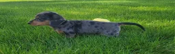 Miniature Dachshund dogs for sale: Trigger  - Ad 17