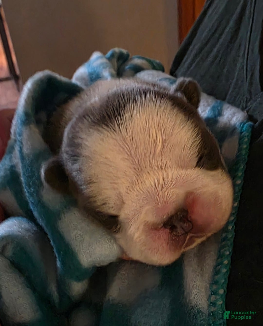 French Bulldog dogs for sale: Sven- a Blue Big Rope Frenchie - Ad 11