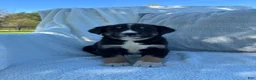Mixed Breed dogs for sale: Mixed Breed 1 - Ad 7