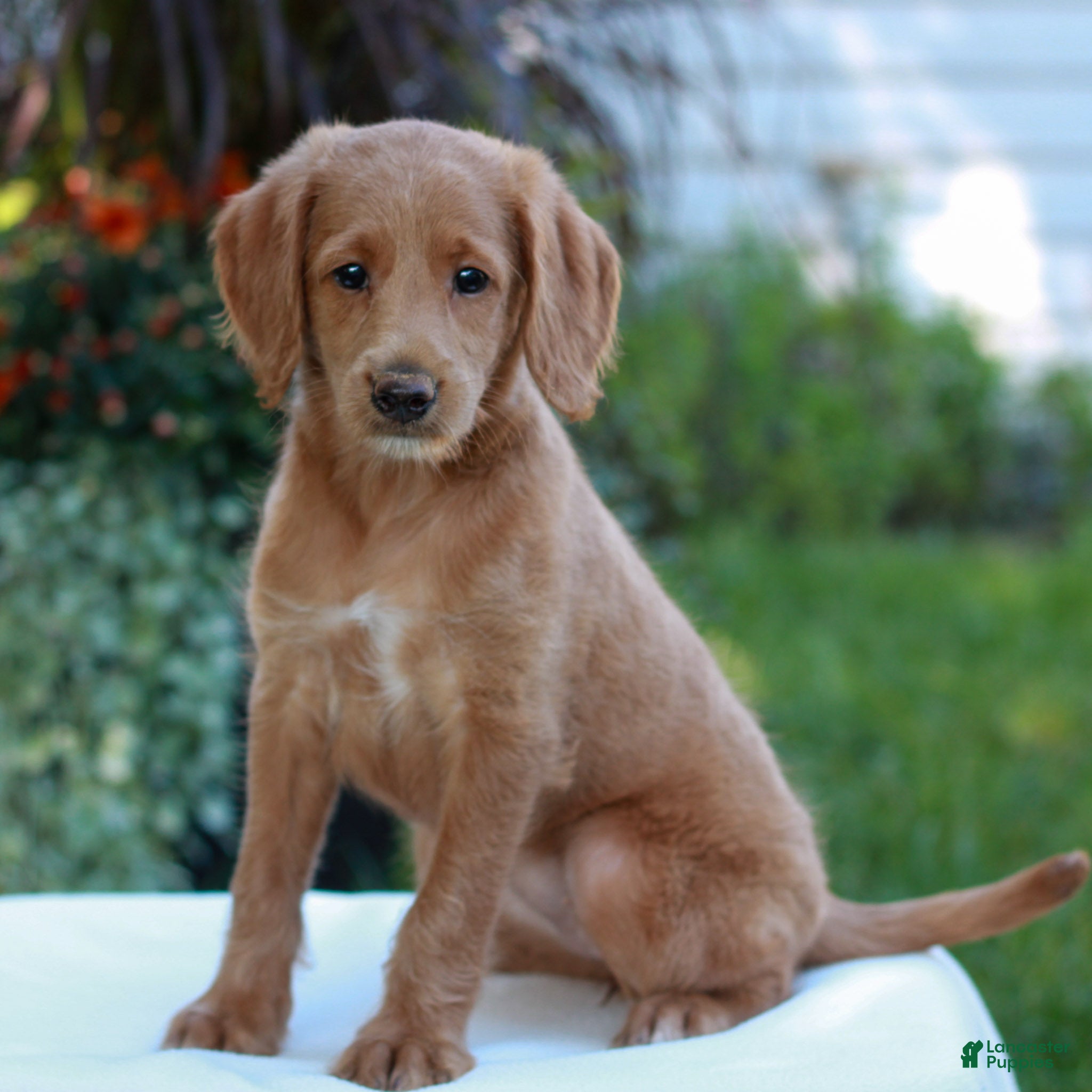 Miniature Labradoodle dogs Demi  - Ad 1