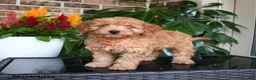 Mixed Breed dogs for sale: Milo - Ad 4