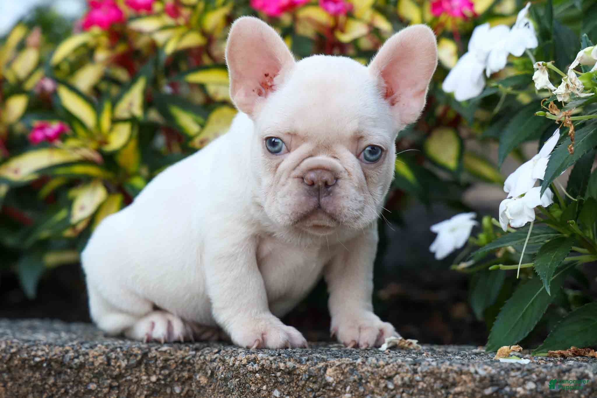 French Bulldog dogs Ronnie🐾 - Ad 1