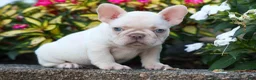 French Bulldog dogs for sale: Ronnie🐾 - Ad 1